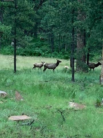 Camper-submitted photo at Rim Road near Young, AZ
