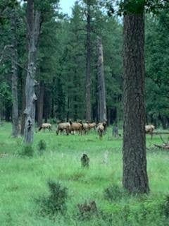 Camper-submitted photo at Rim Road near Young, AZ
