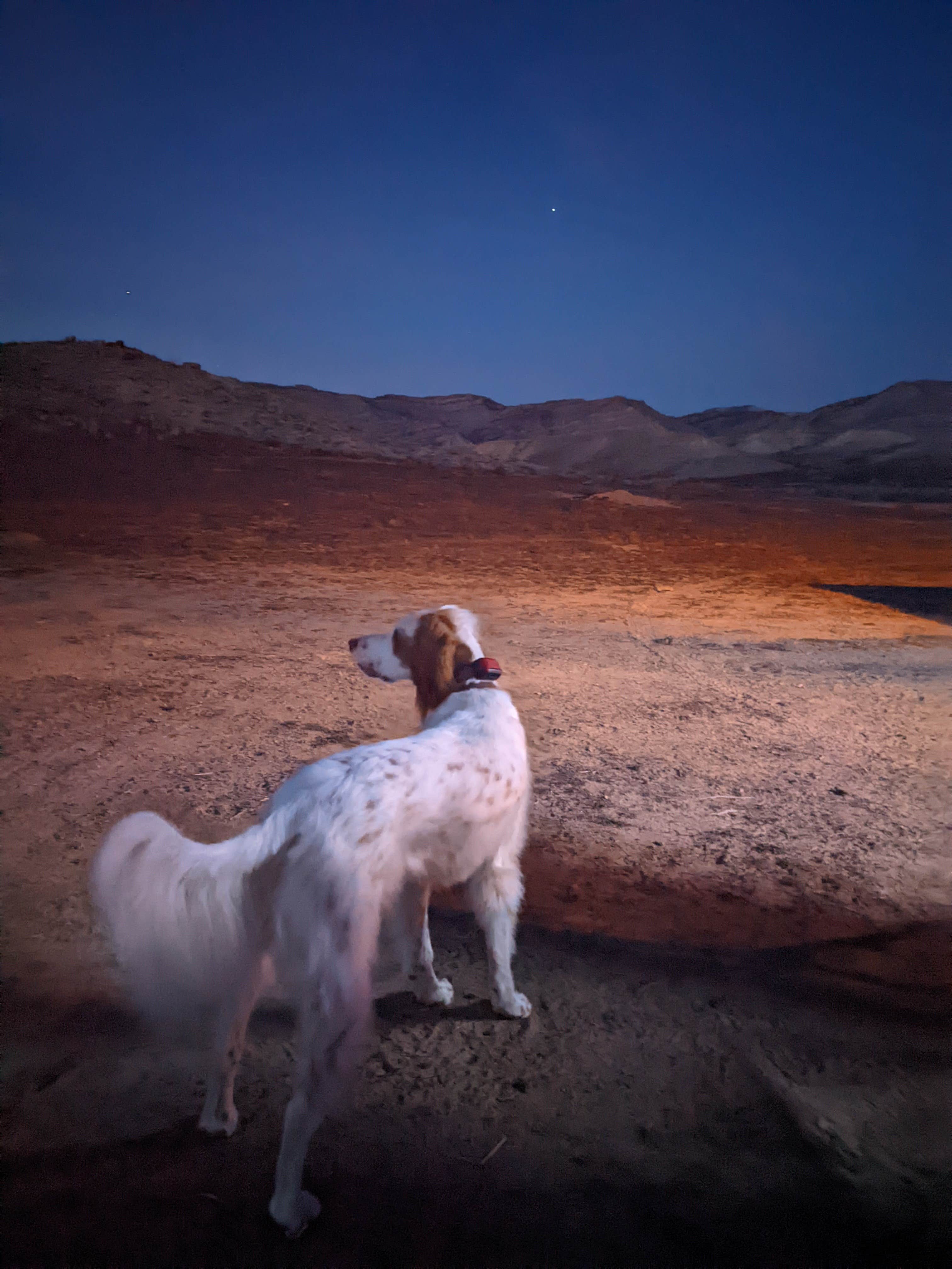 Shayli L.'s photo of camping with pets at North Fruita Desert Lower Campground and Event Area near Grand Junction, CO