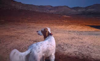 Shayli L.'s photo of camping with pets at North Fruita Desert Lower Campground and Event Area near Fruita, CO