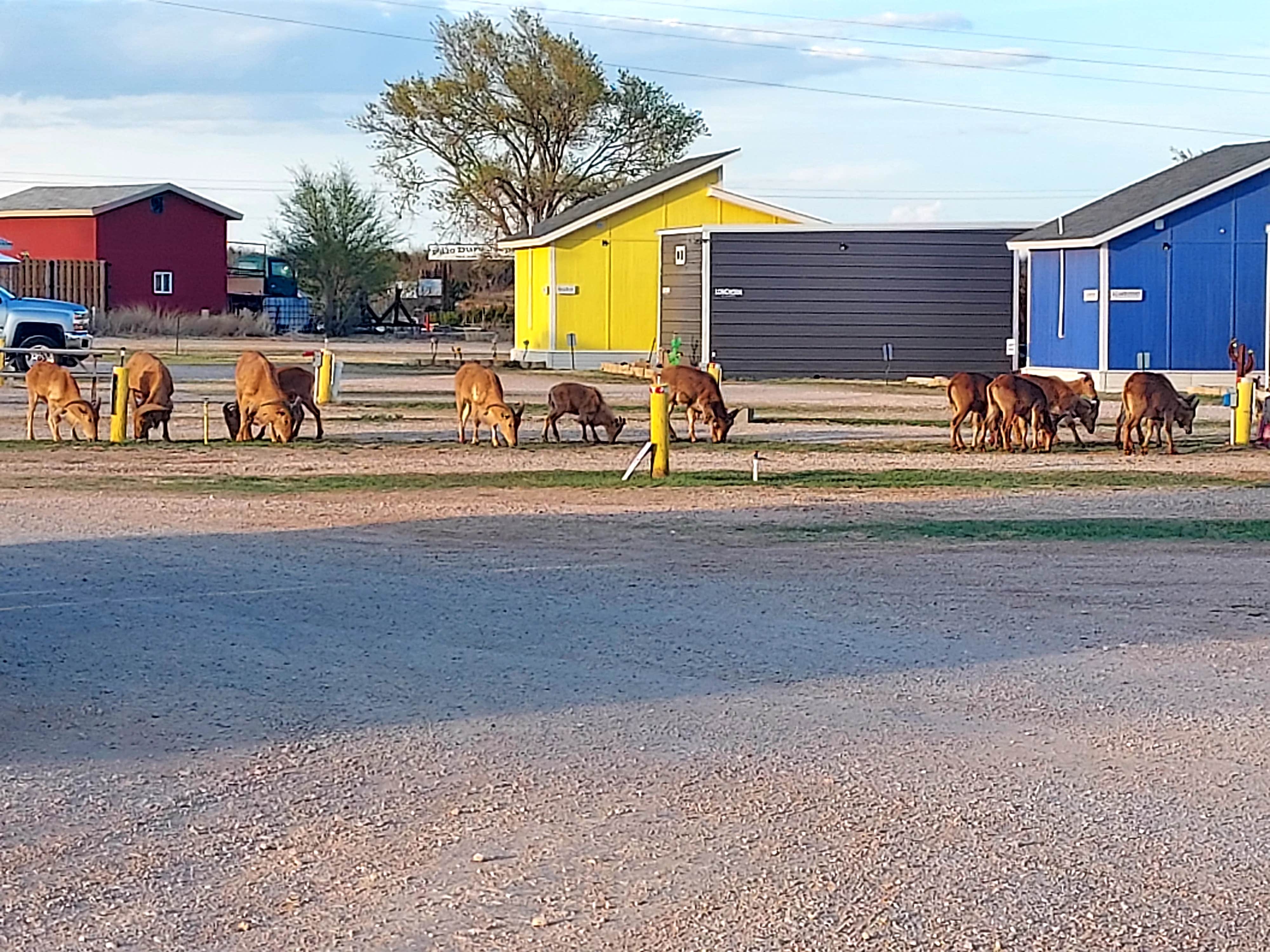 Donna's photo of camping with pets at Canyon Rim RV Park and Campground - CLOSED near Lake Meredith National Recreation Area