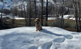 Shaunda O.'s photo of camping with pets at Diamond Fork near Salem, UT