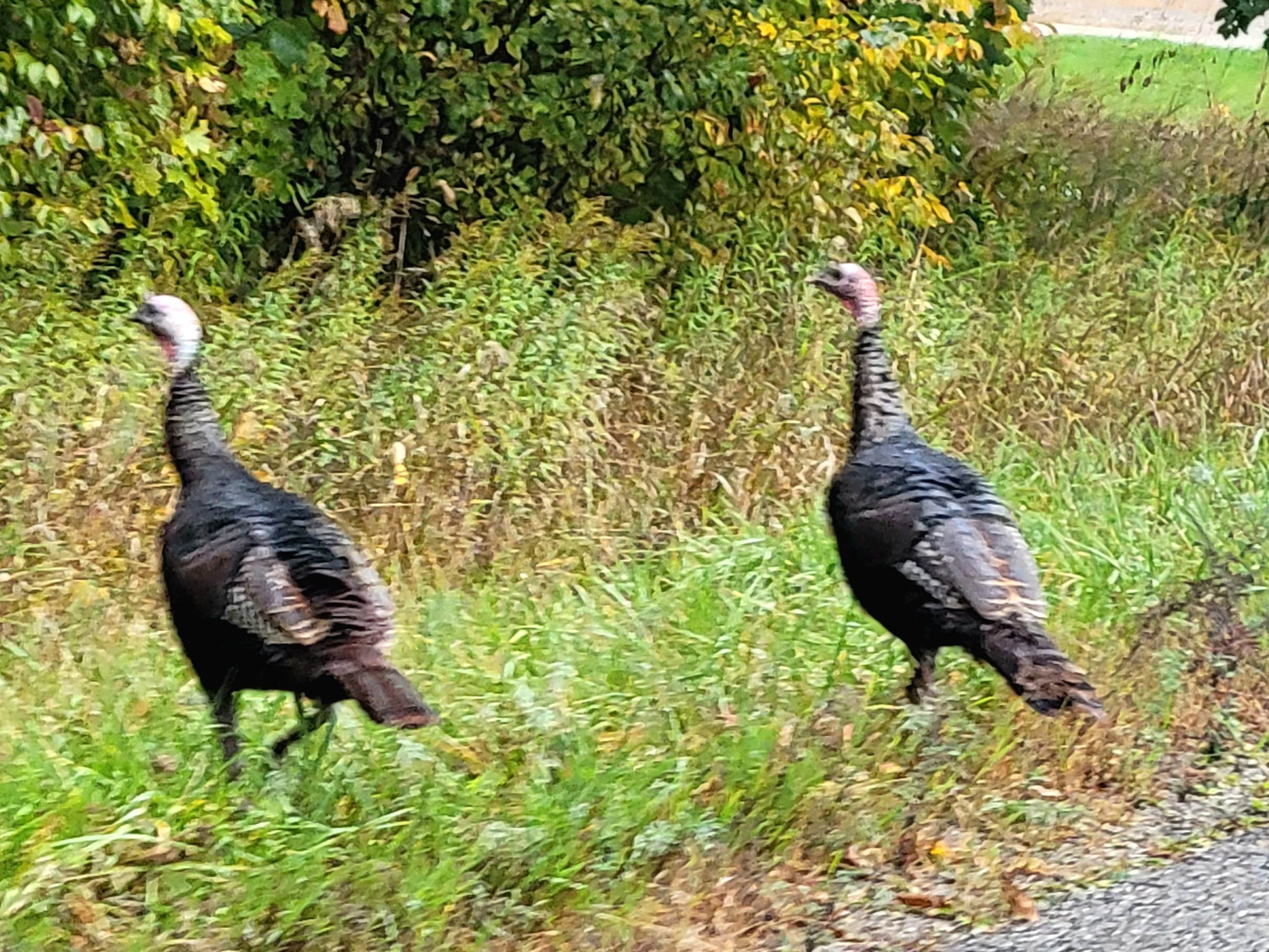 Camper-submitted photo at Chain-O-Lakes Campground near Eastport, MI