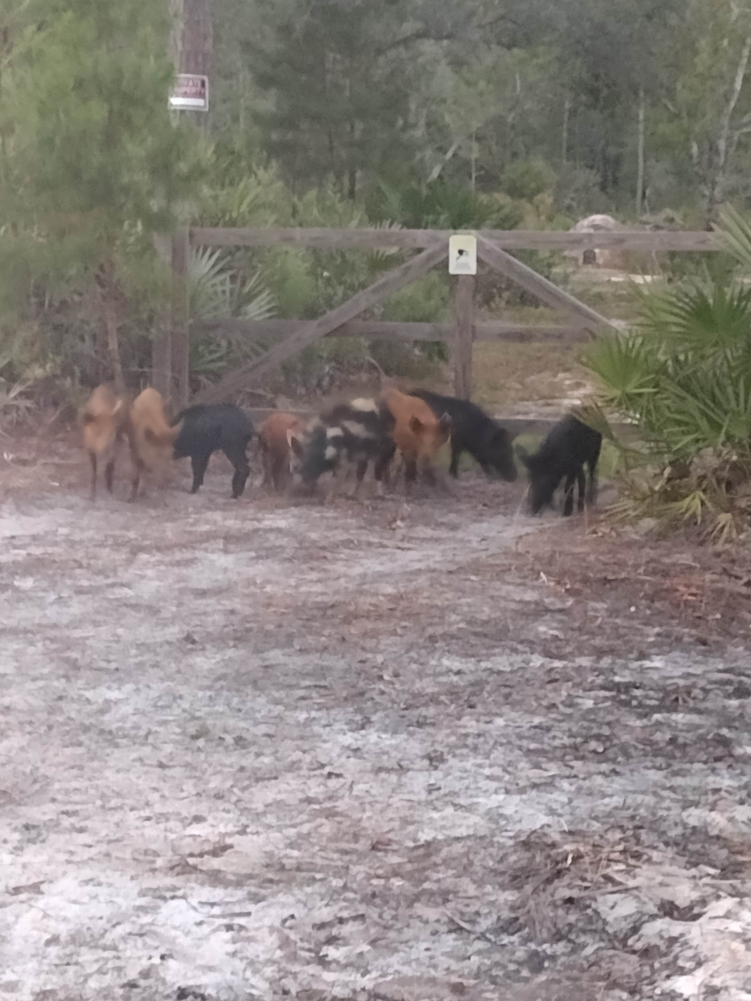 Camping near Bonfires Welcome: Lil Bird Farm, Pierson, Florida