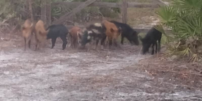 Camper submitted image from Lil Bird Farm