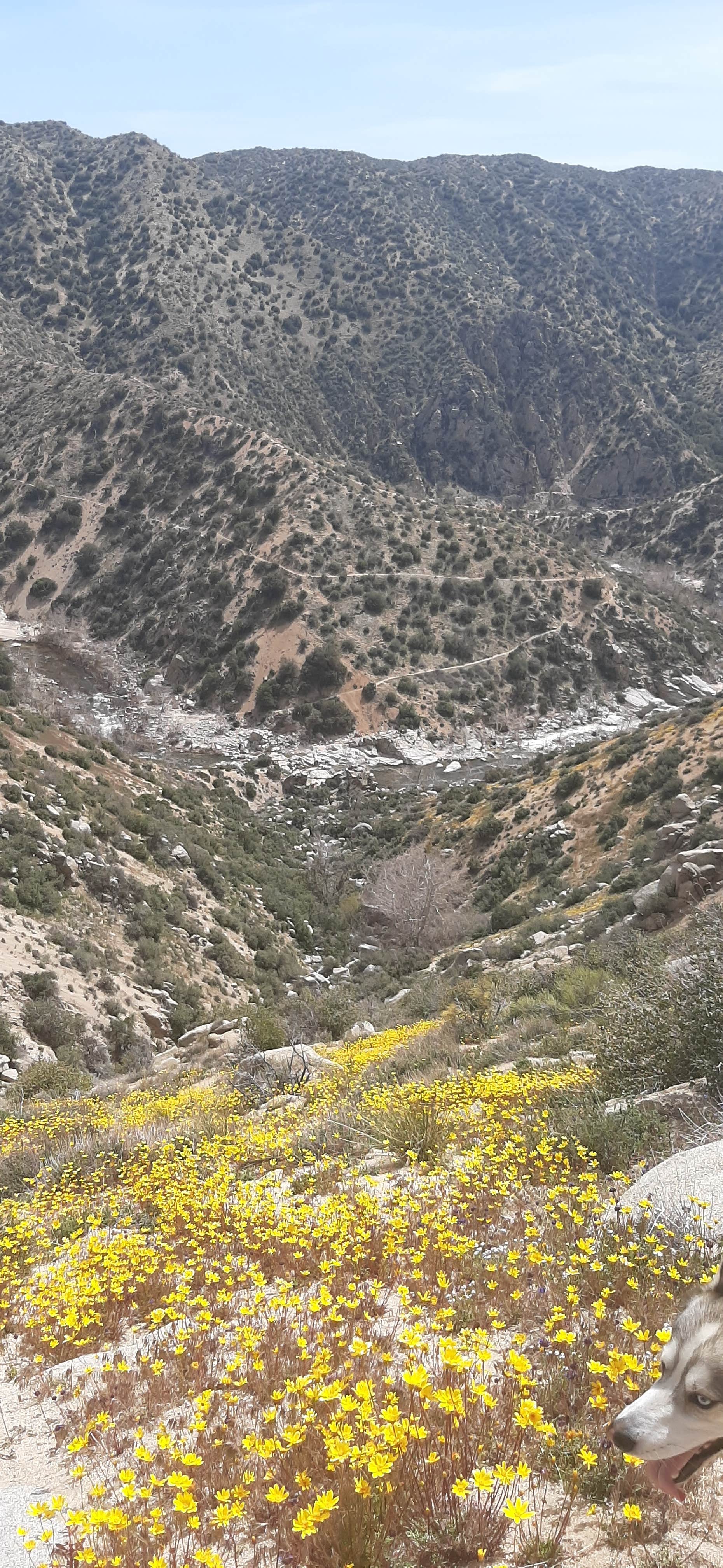 For Y.'s photo of camping with pets at Deep Creek Hot Springs Campground near Loma Linda, CA