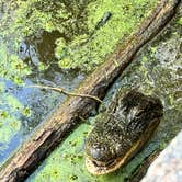 Review photo of Bayou Segnette State Park Campground by rebecca , April 11, 2023