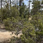 Review photo of Juniper Family Campground — Bandelier National Monument by Christian D., April 11, 2023