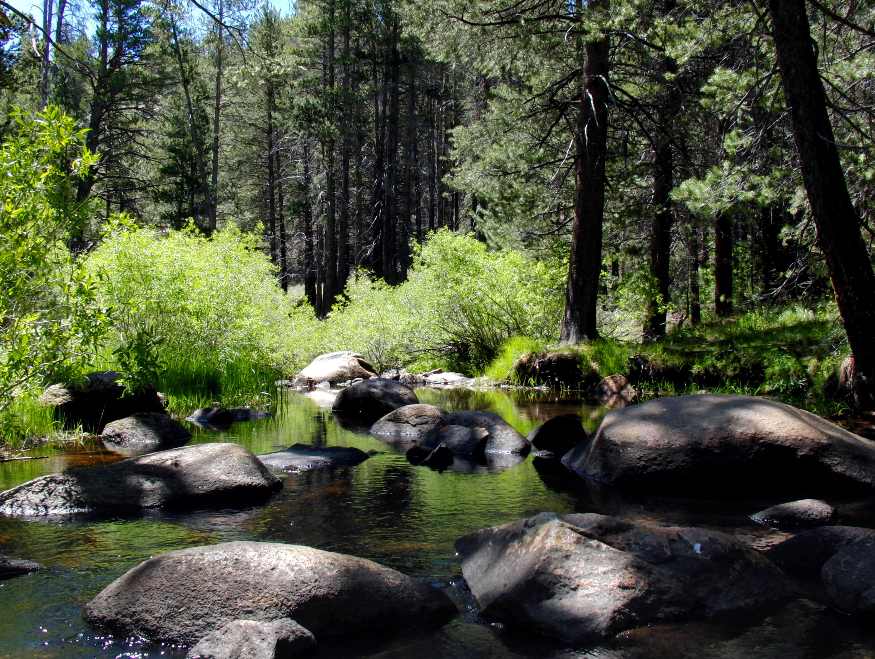Camper-submitted photo at Troy Meadow Campground near Onyx, CA
