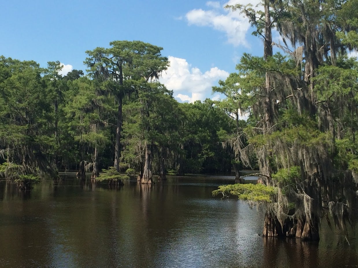 Camper submitted image from Caddo Lake State Park Campground - 3