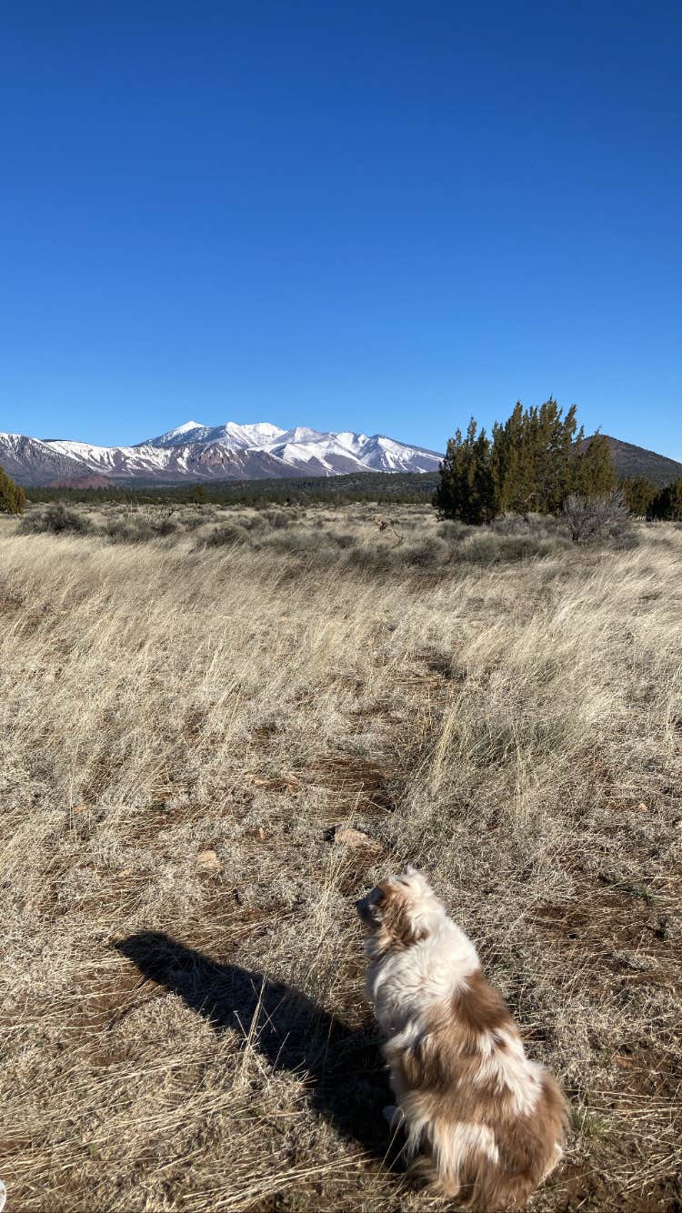 Sierra N.'s photo of camping with pets at Walnut Canyon Rd Dispersed Camping - CLOSED UNTIL 2025 near Flagstaff, AZ
