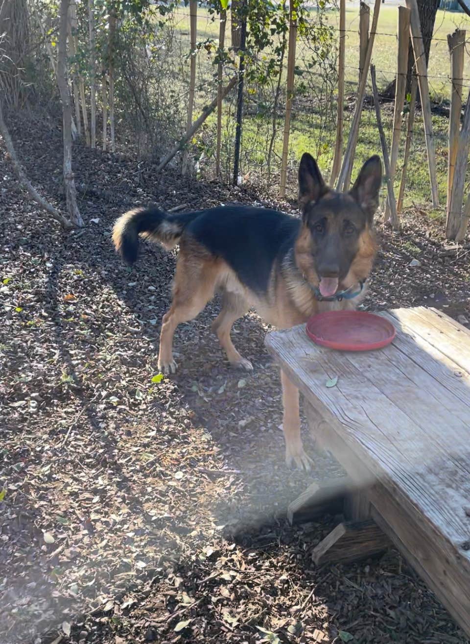 Meldyn B.'s photo of camping with pets at Salado Sky RV Park near Copperas Cove, TX
