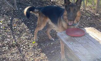 Meldyn B.'s photo of camping with pets at Salado Sky RV Park near Moody, TX