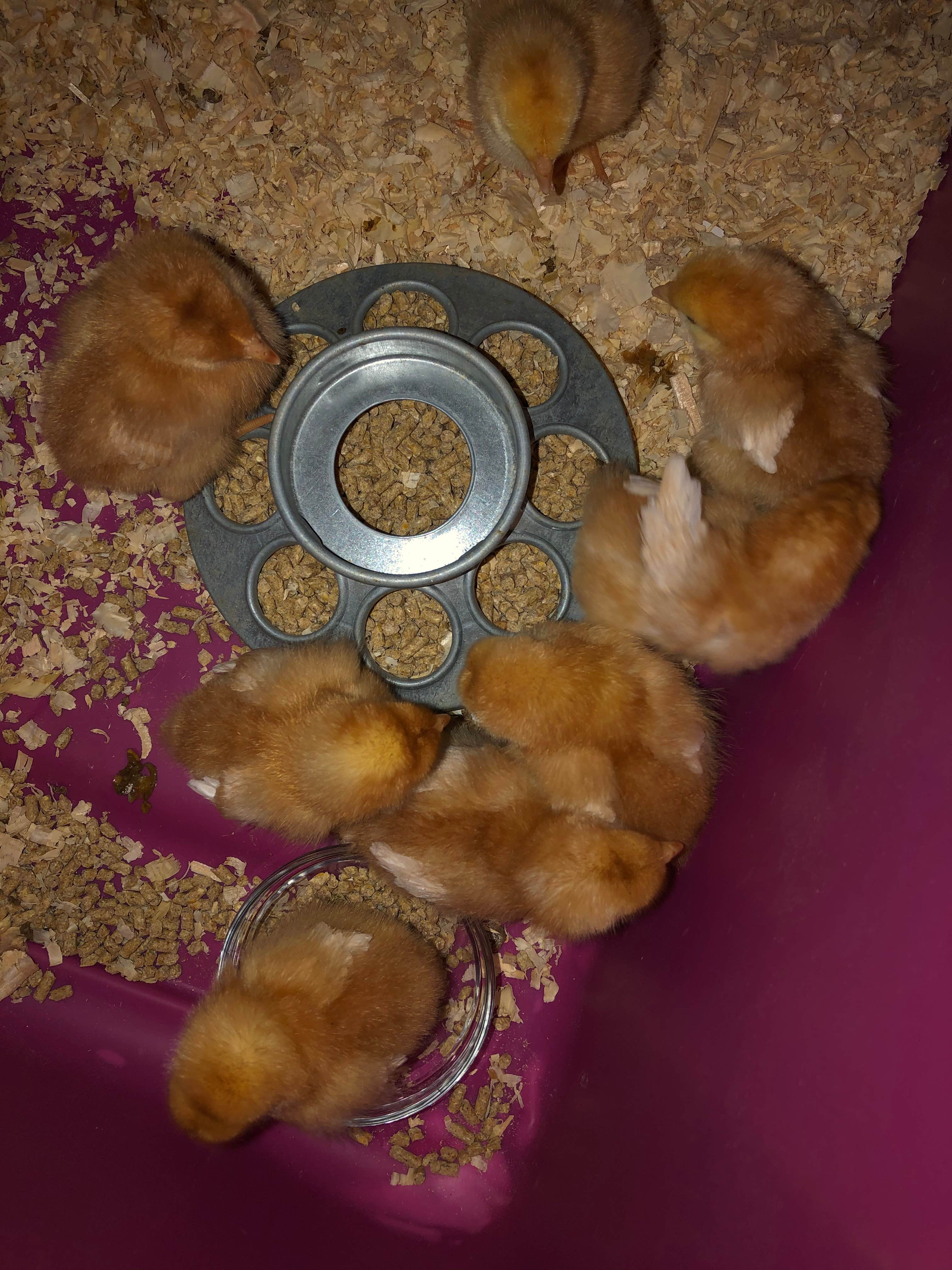 Kevin E.'s photo of camping with pets at Ivory Clay Farm near Whitsett, NC