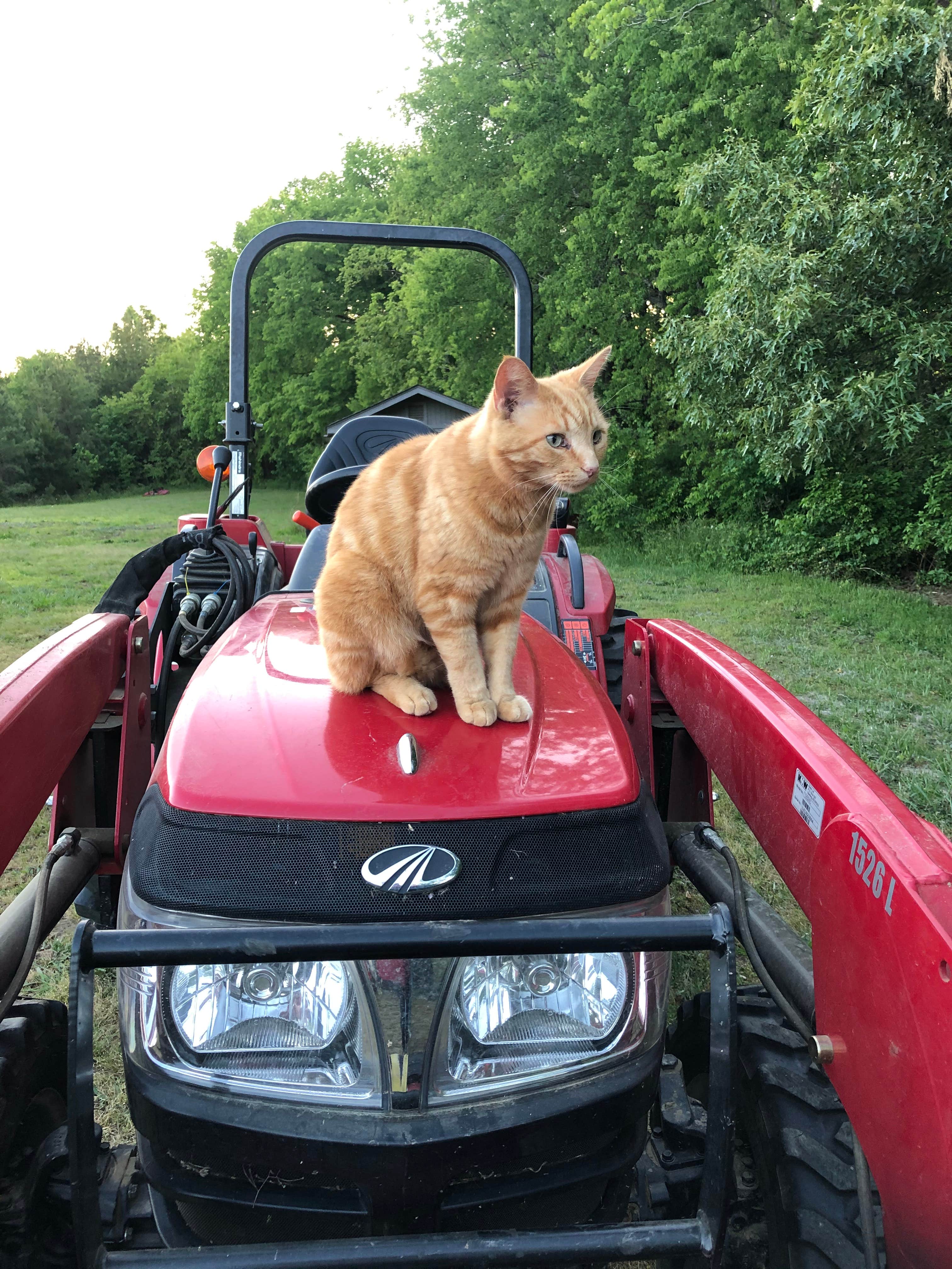 Kevin E.'s photo of camping with pets at Ivory Clay Farm near Winston-Salem, NC