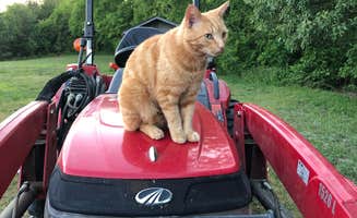 Kevin E.'s photo of camping with pets at Ivory Clay Farm near Greensboro, NC