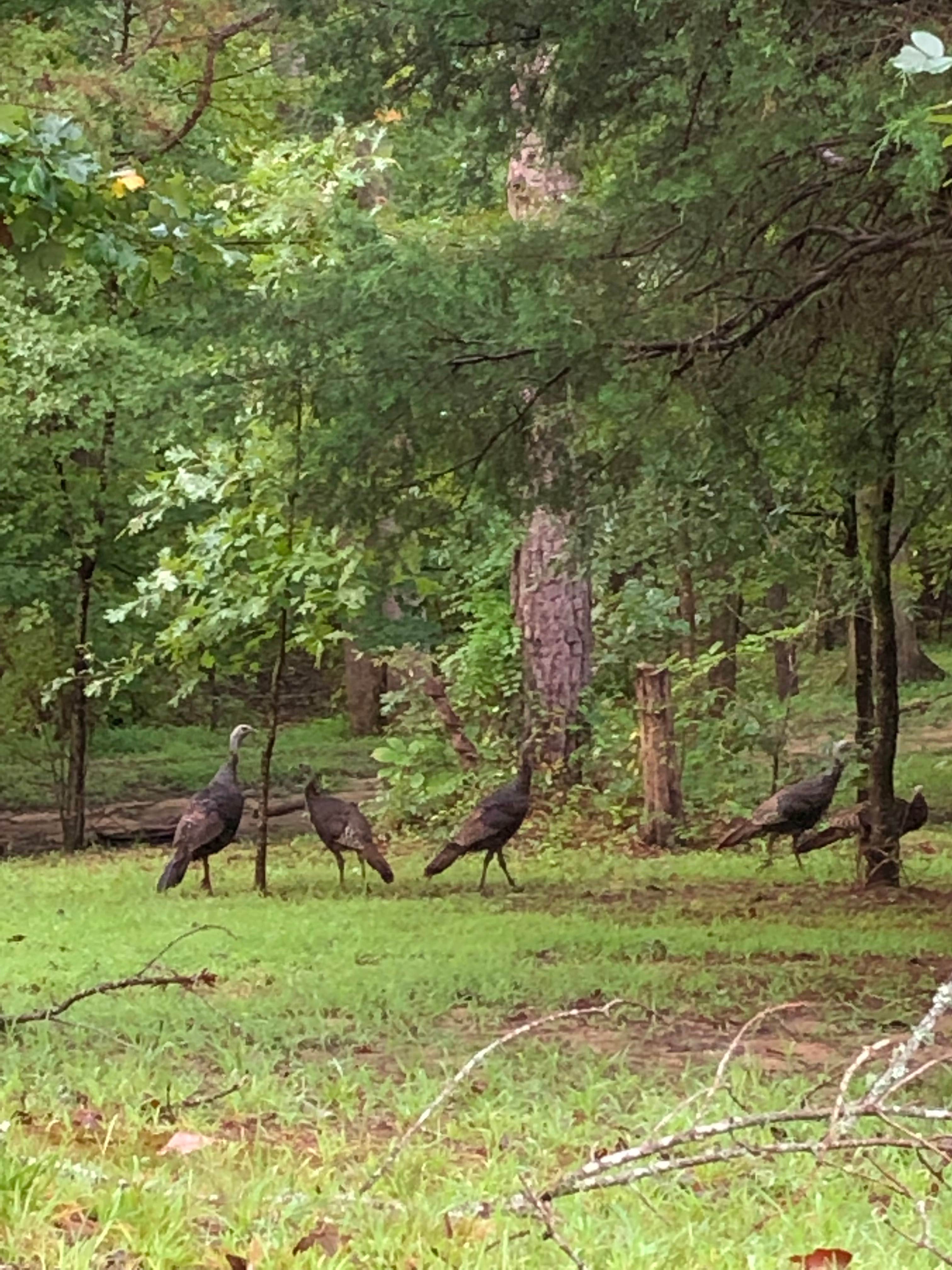 Camper-submitted photo at Ivory Clay Farm near Welcome, NC