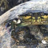 Review photo of Seawall Campground — Acadia National Park by Abby D., October 3, 2018