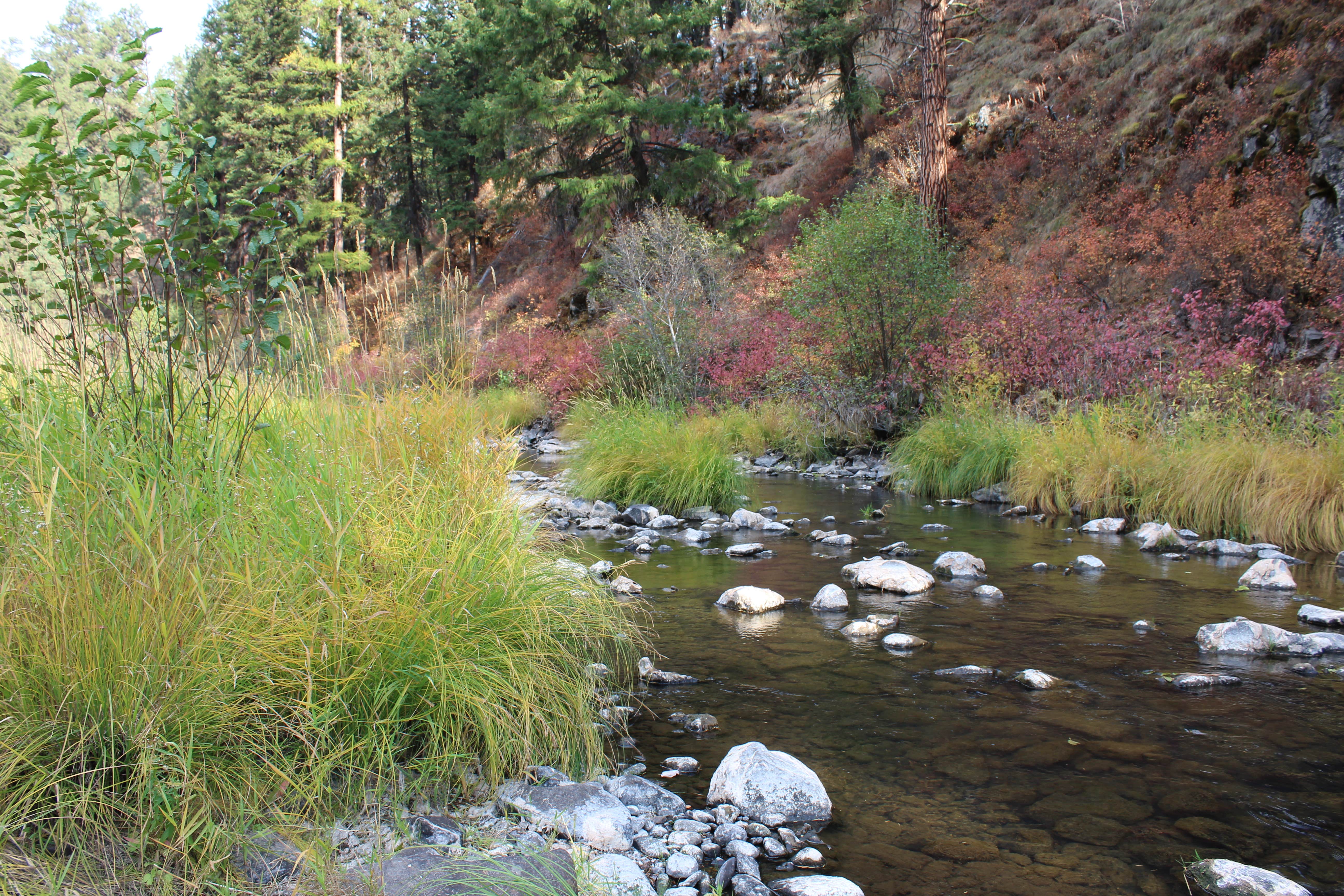 Camper submitted image from Ukiah-Dale Forest State Scenic Corridor - 4