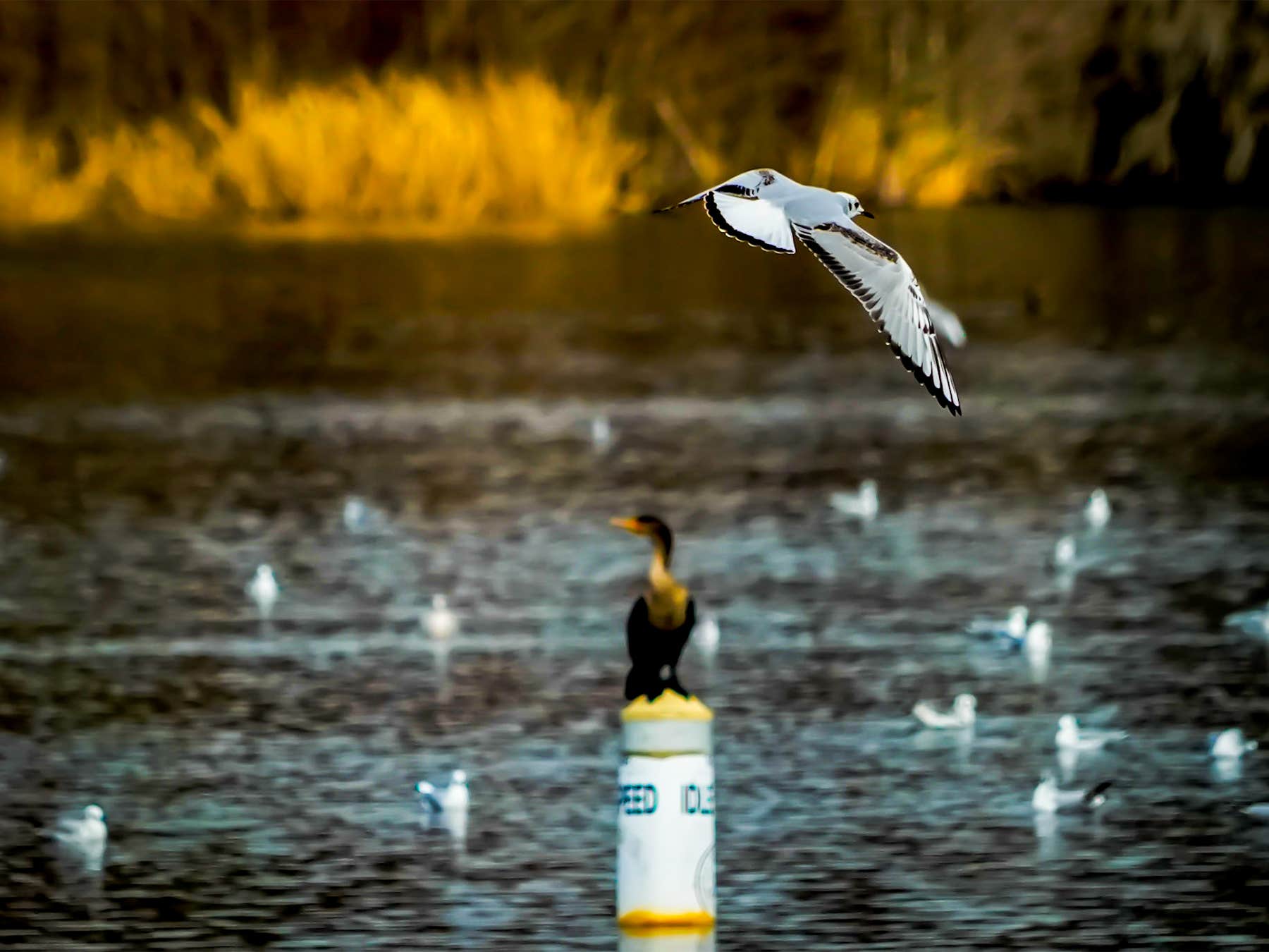 Camper-submitted photo at Bells Marina & Resort near Pineville, SC