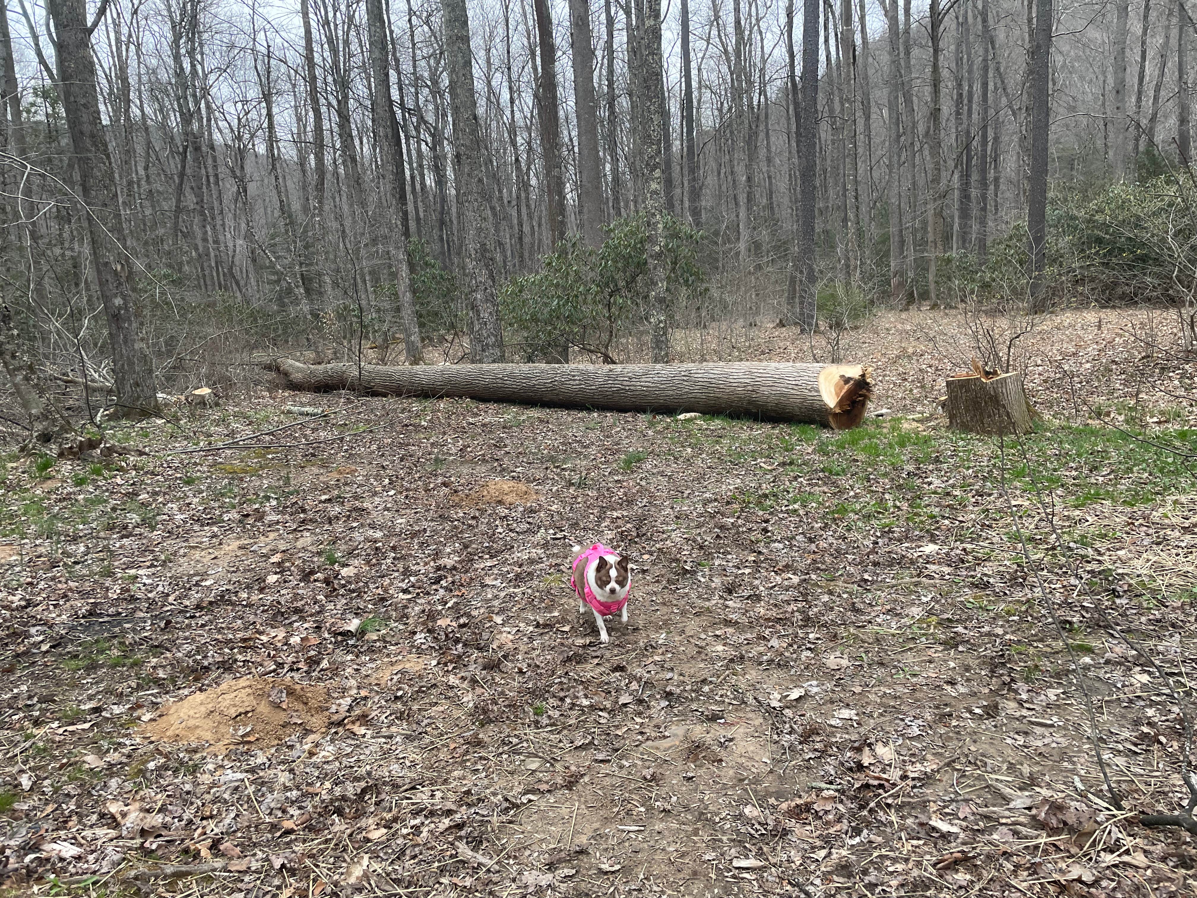 Camper submitted image from Lower Glady Dispersed Campground - 5