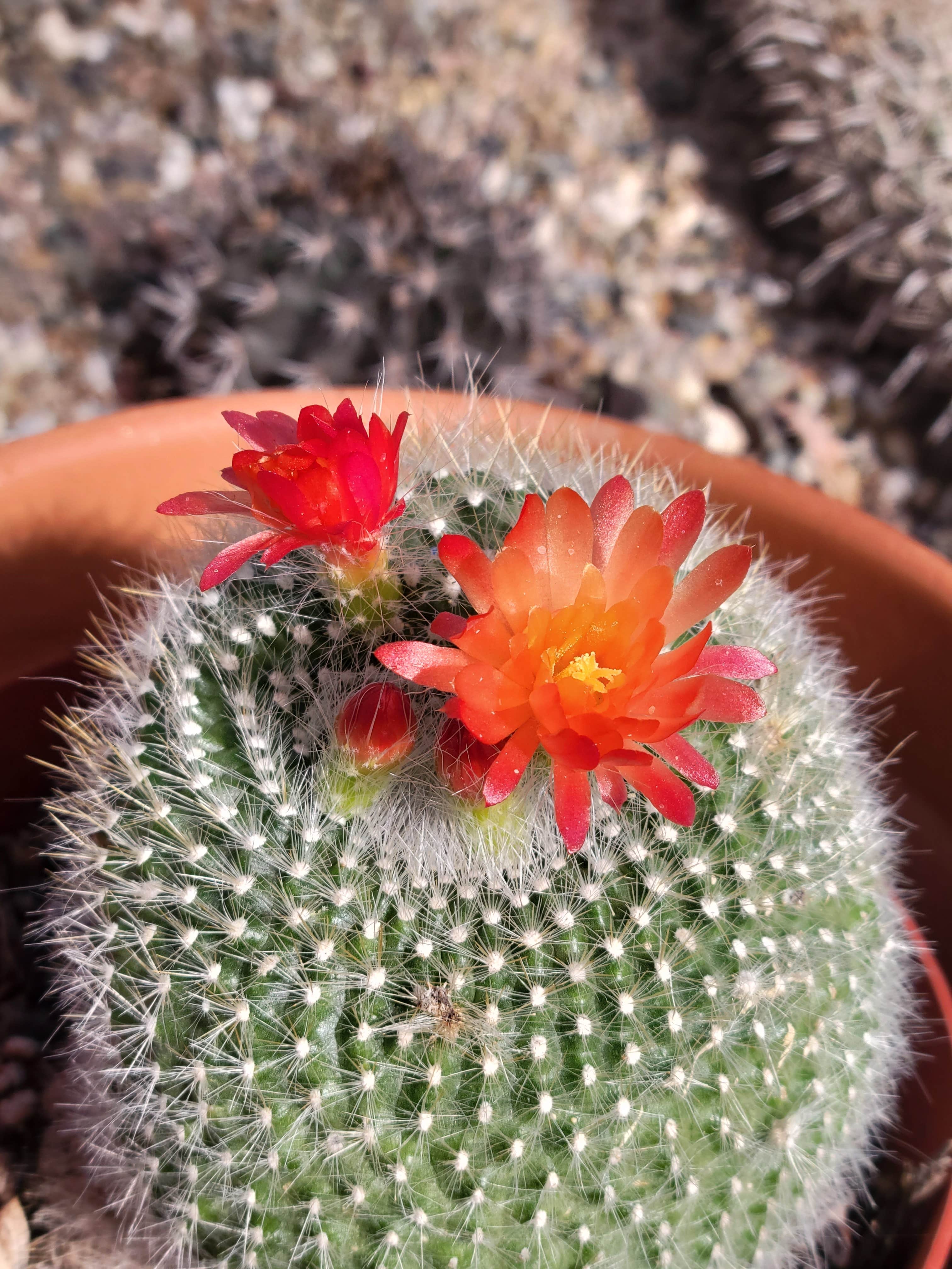 Camping near Quail Run RV Park: RoVer's Roost SKP Park, Casa Grande, Arizona