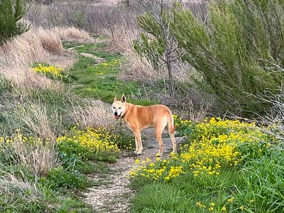 Duncan G.'s photo of camping with pets at Cedar Hill State Park Campground near Fort Worth, TX