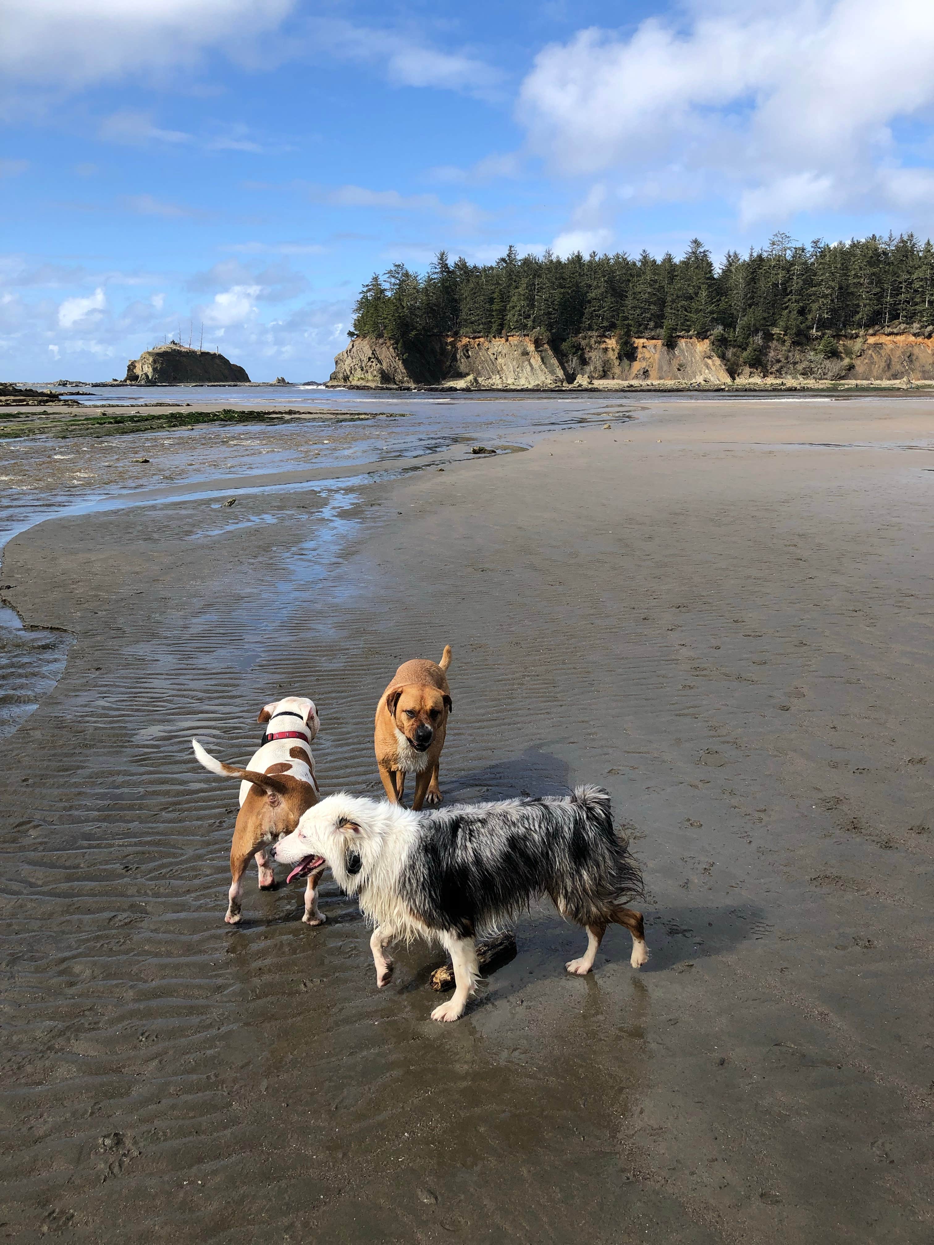 Allison's photo of camping with pets at Sunset Bay State Park Campground near Siuslaw National Forest