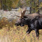 Review photo of Gros Ventre Campground — Grand Teton National Park by Lynn G., April 13, 2023