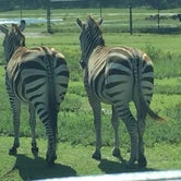 Review photo of West Palm Beach-Lion Country Safari KOA by Jan H., October 3, 2018
