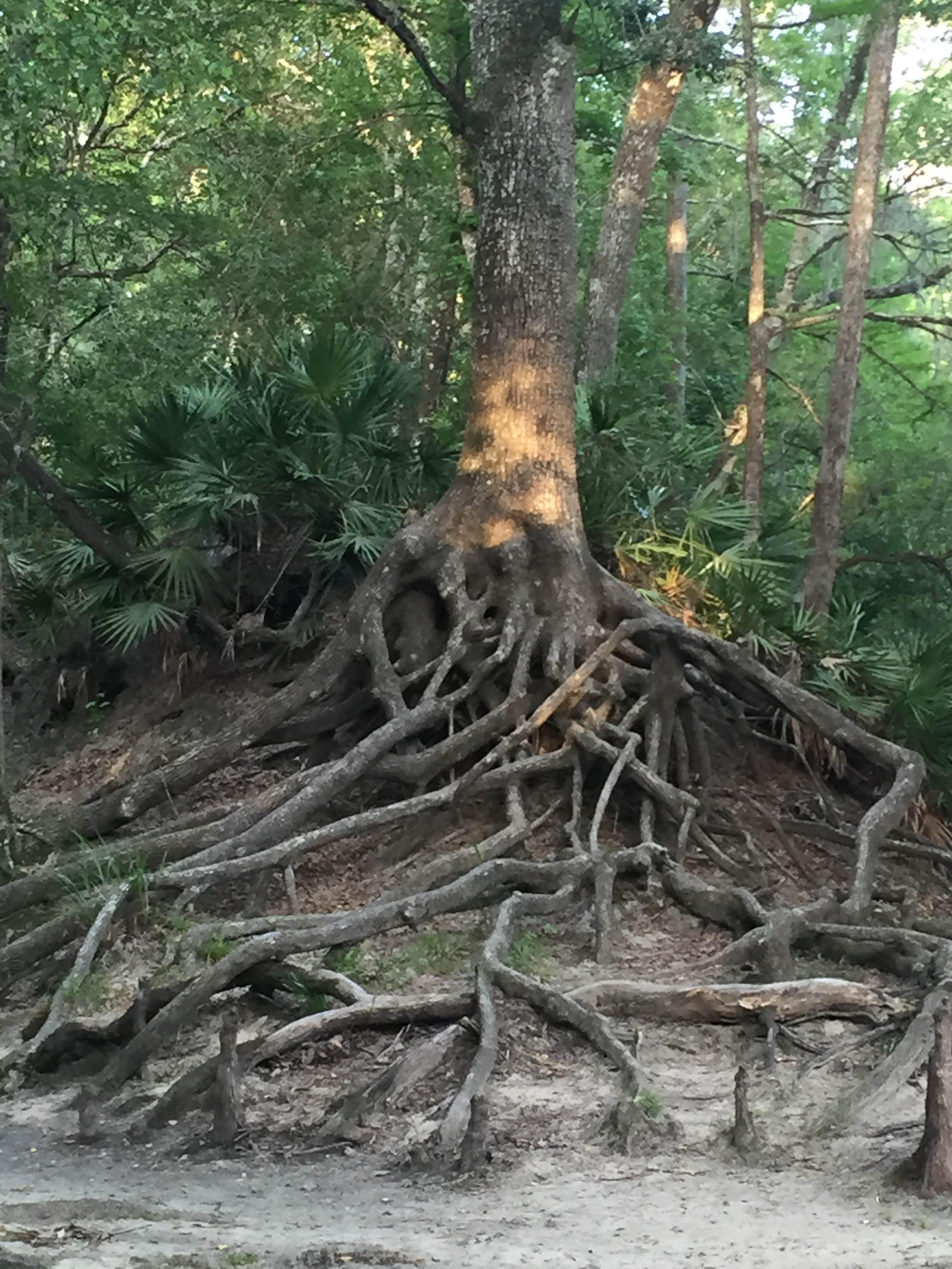 Camper submitted image from Magnolia Campground — O'Leno State Park - 2