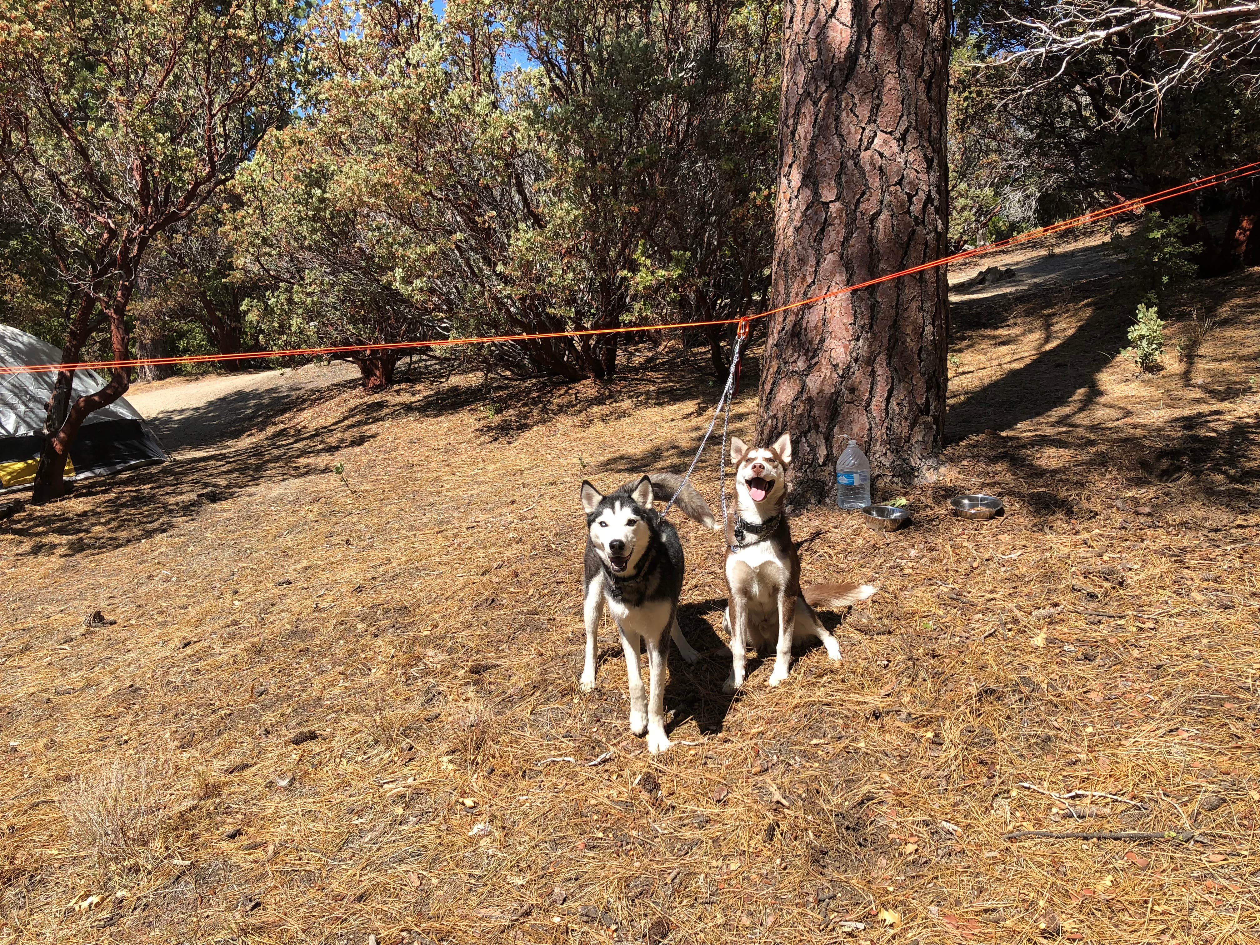 Brittany N.'s photo of camping with pets at Stone Creek Campground — Mount San Jacinto State Park near Idyllwild, CA