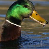 Review photo of Cachuma Lake Recreation Area by Amanda M., October 3, 2018