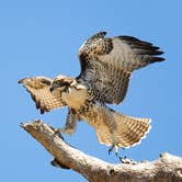 Review photo of Cachuma Lake Recreation Area by Amanda M., October 3, 2018