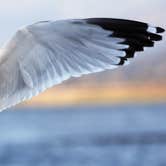 Review photo of Cachuma Lake Recreation Area by Amanda M., October 3, 2018