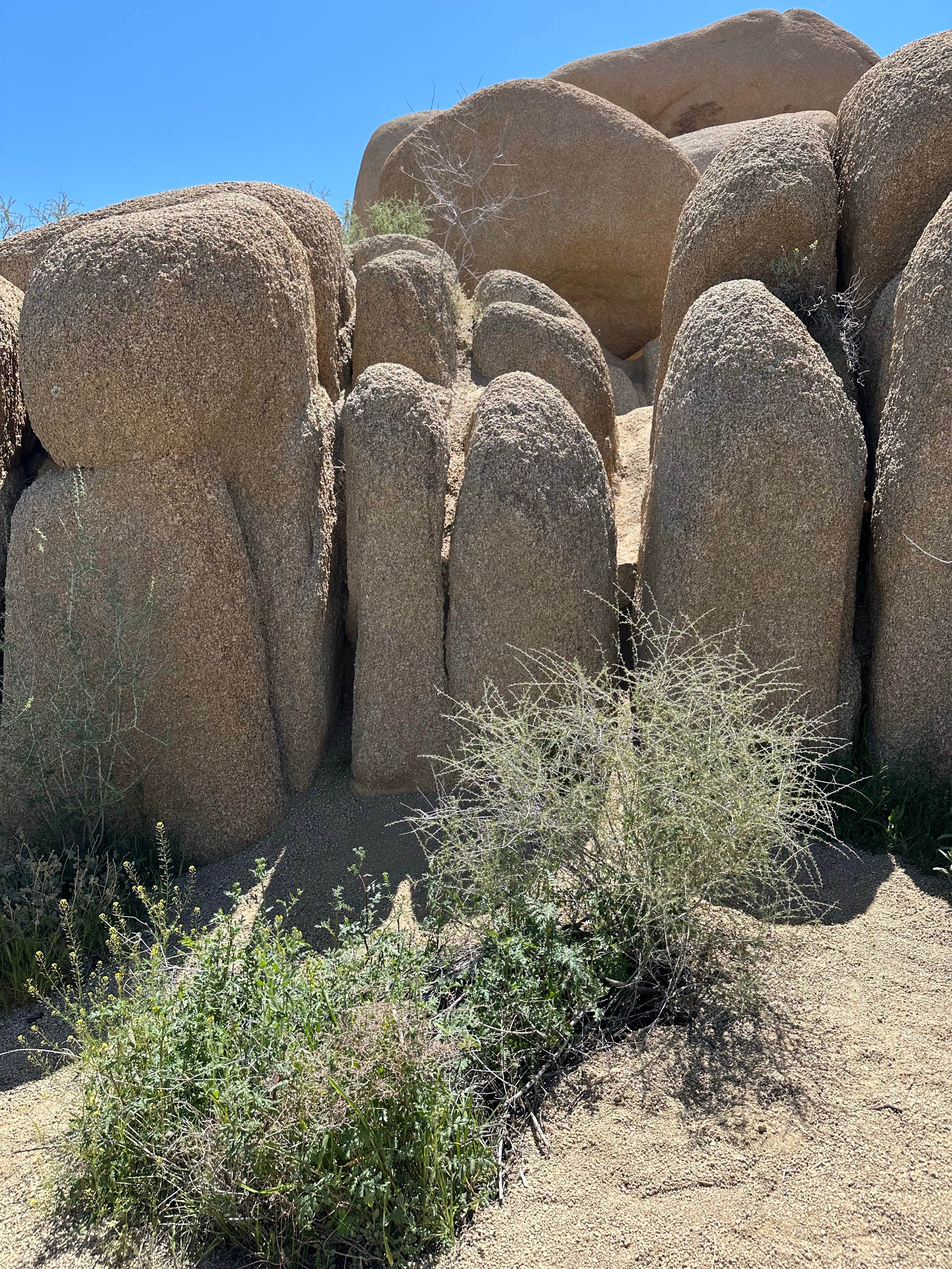 Camper-submitted photo at Twentynine Palms near Joshua Tree National Park