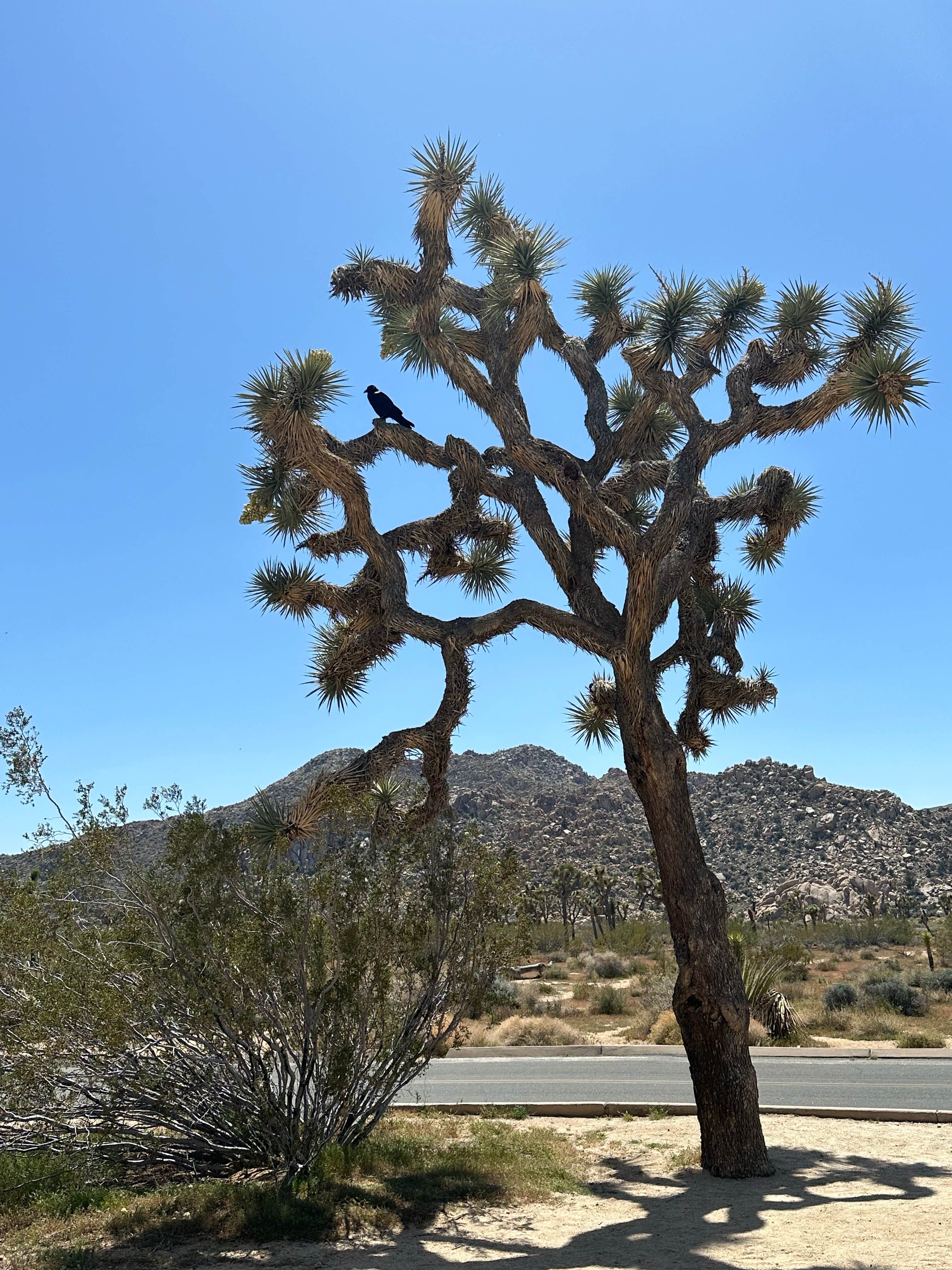 Camper-submitted photo at Twentynine Palms near Joshua Tree National Park