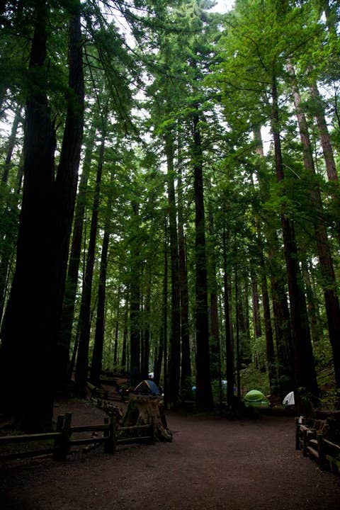 Camper-submitted photo at Ben Ries Campground — Butano State Park - CLOSED INDEFINITELY near Woodside, CA