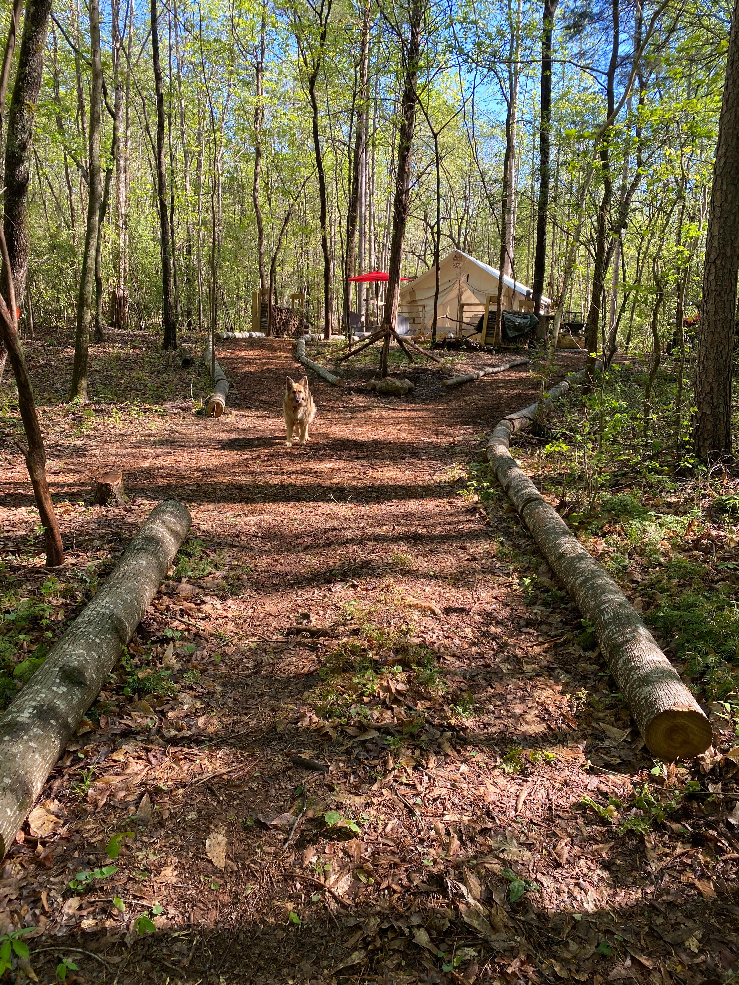 steve S.'s photo of camping with pets at Pap's Glamp on Lake Hartwell near Seneca, SC