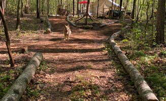 steve S.'s photo of camping with pets at Pap's Glamp on Lake Hartwell near Seneca, SC