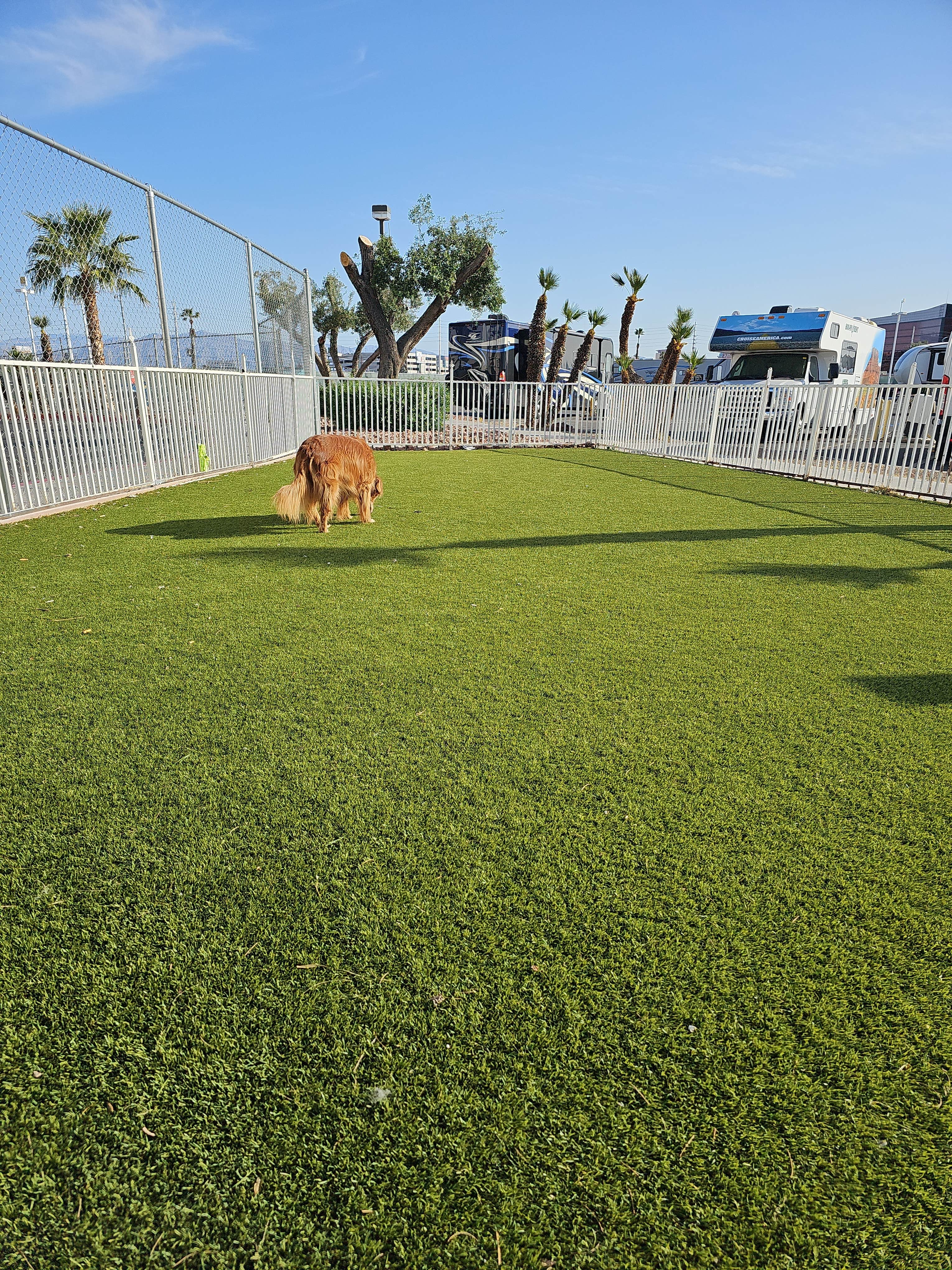 Jeff S.'s photo of camping with pets at Circus Circus RV Park near North Las Vegas, NV