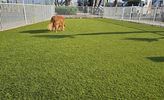 Jeff S.'s photo of camping with pets at Circus Circus RV Park near Las Vegas, NV