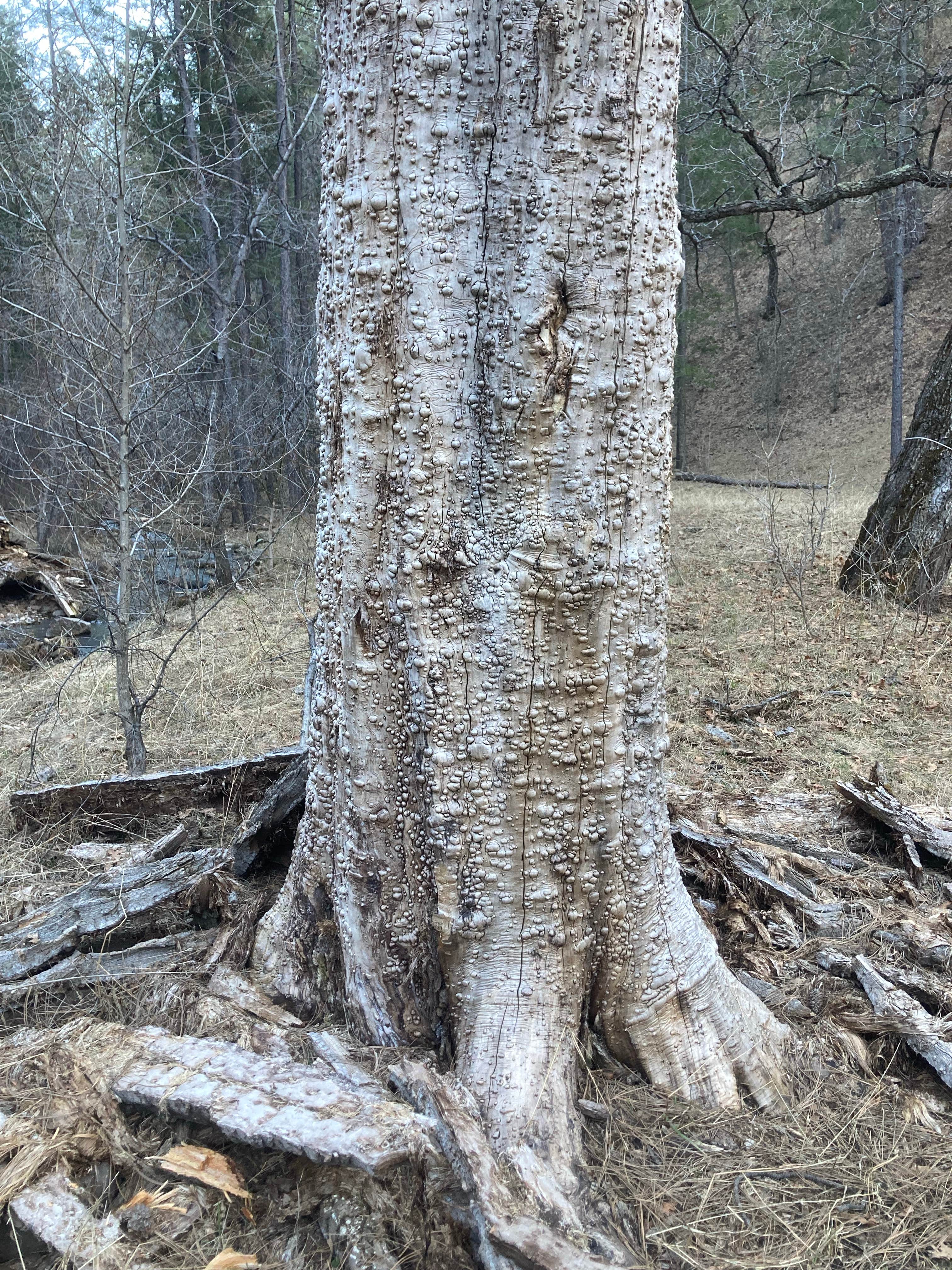 Camping near Upper End Campground: Meadow Creek Dispersed Camping, Gila National Forest, New Mexico