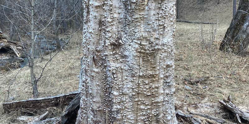 Camper submitted image from Meadow Creek Dispersed Camping