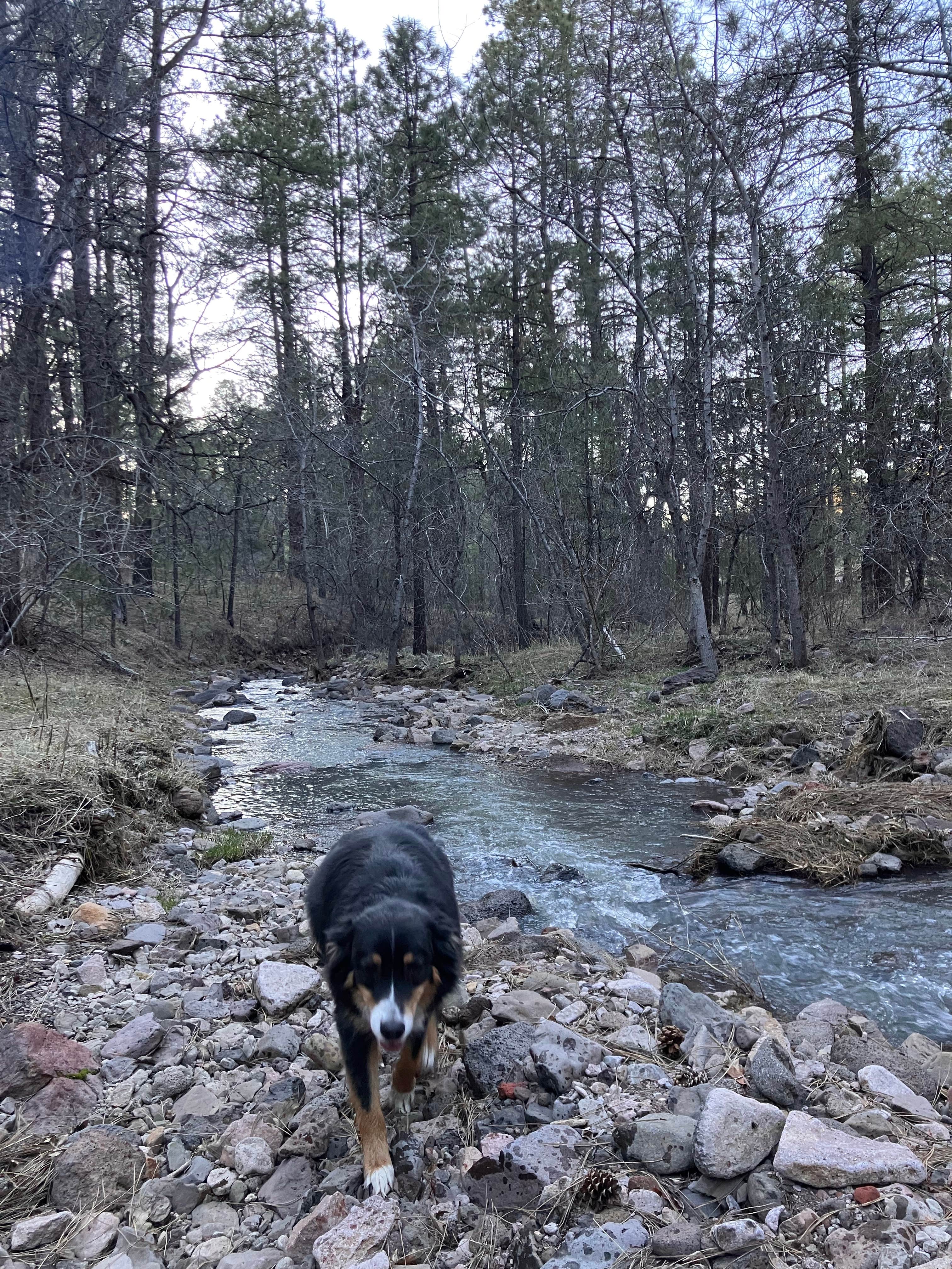 Camper submitted image from Meadow Creek Dispersed Camping - 5