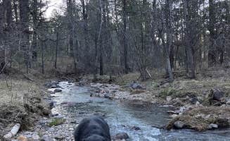 Sierra N.'s photo of camping with pets at Meadow Creek Dispersed Camping near Mimbres, NM