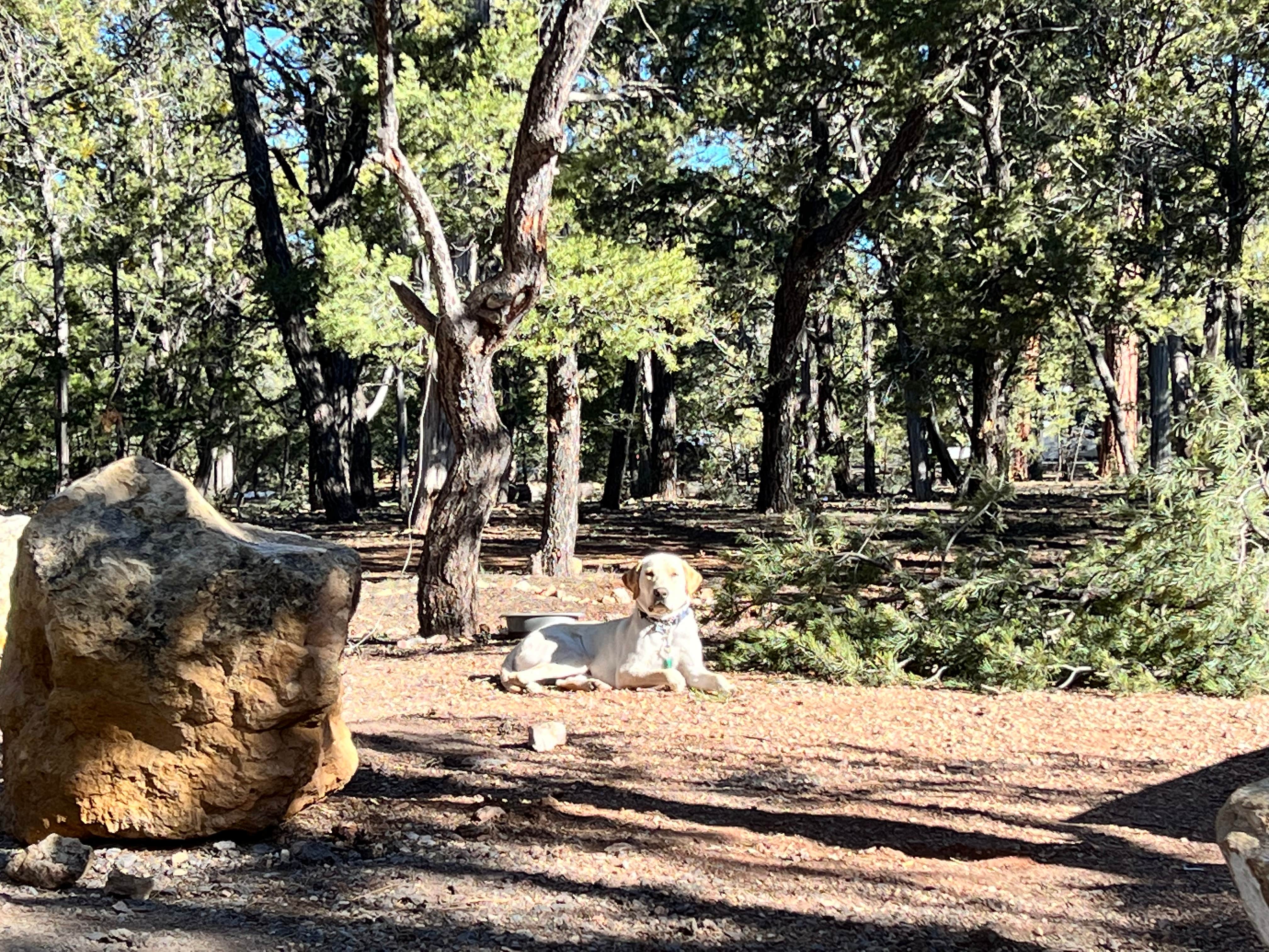 Maggie  C.'s photo of camping with pets at Mather Campground — Grand Canyon National Park near Grand Canyon National Park