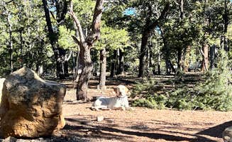 Maggie C.'s photo of camping with pets at Mather Campground — Grand Canyon National Park near Grand Canyon National Park