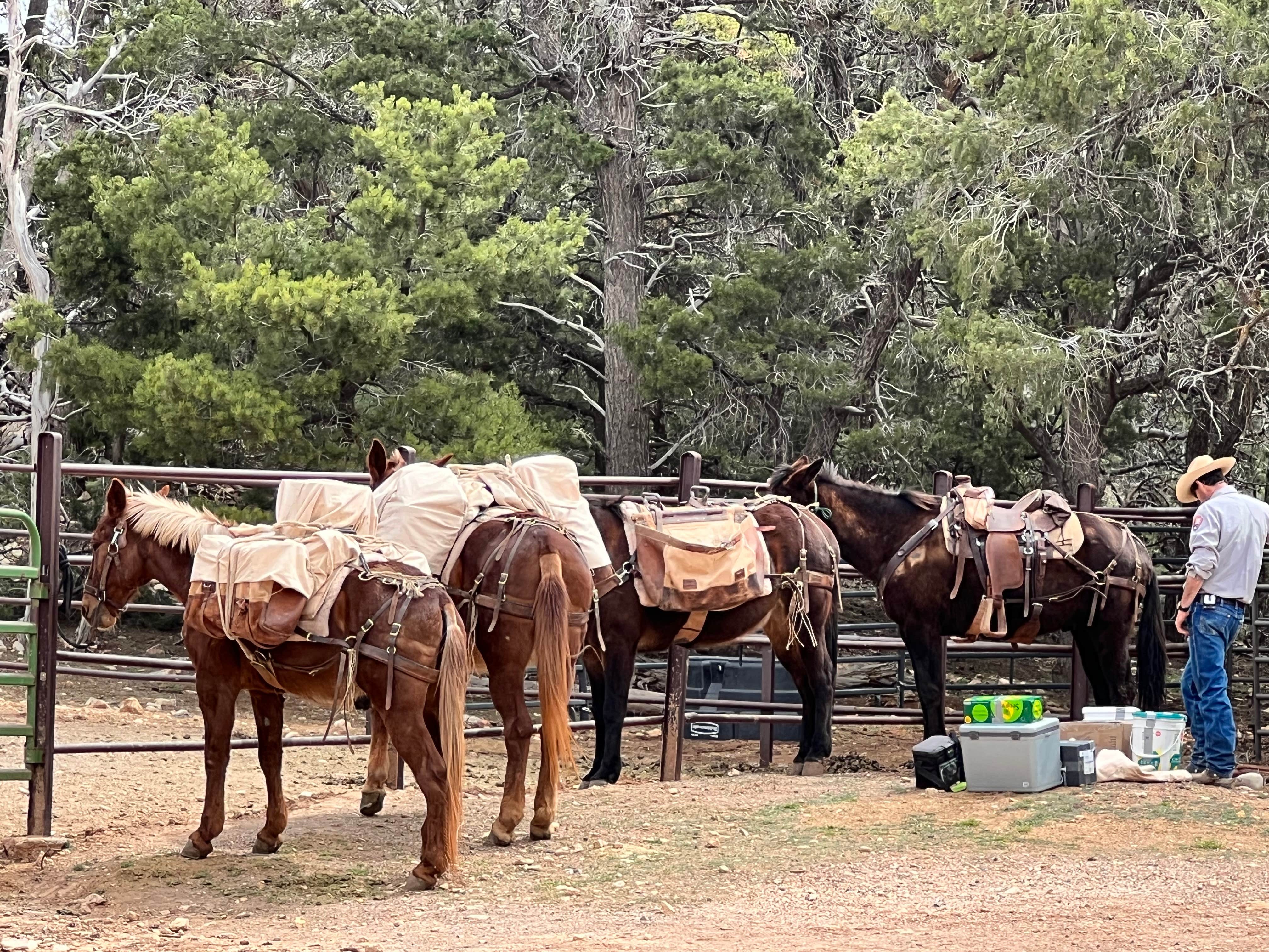 Maggie  C.'s photo of camping with a horse at Mather Campground — Grand Canyon National Park near Jacob Lake, AZ