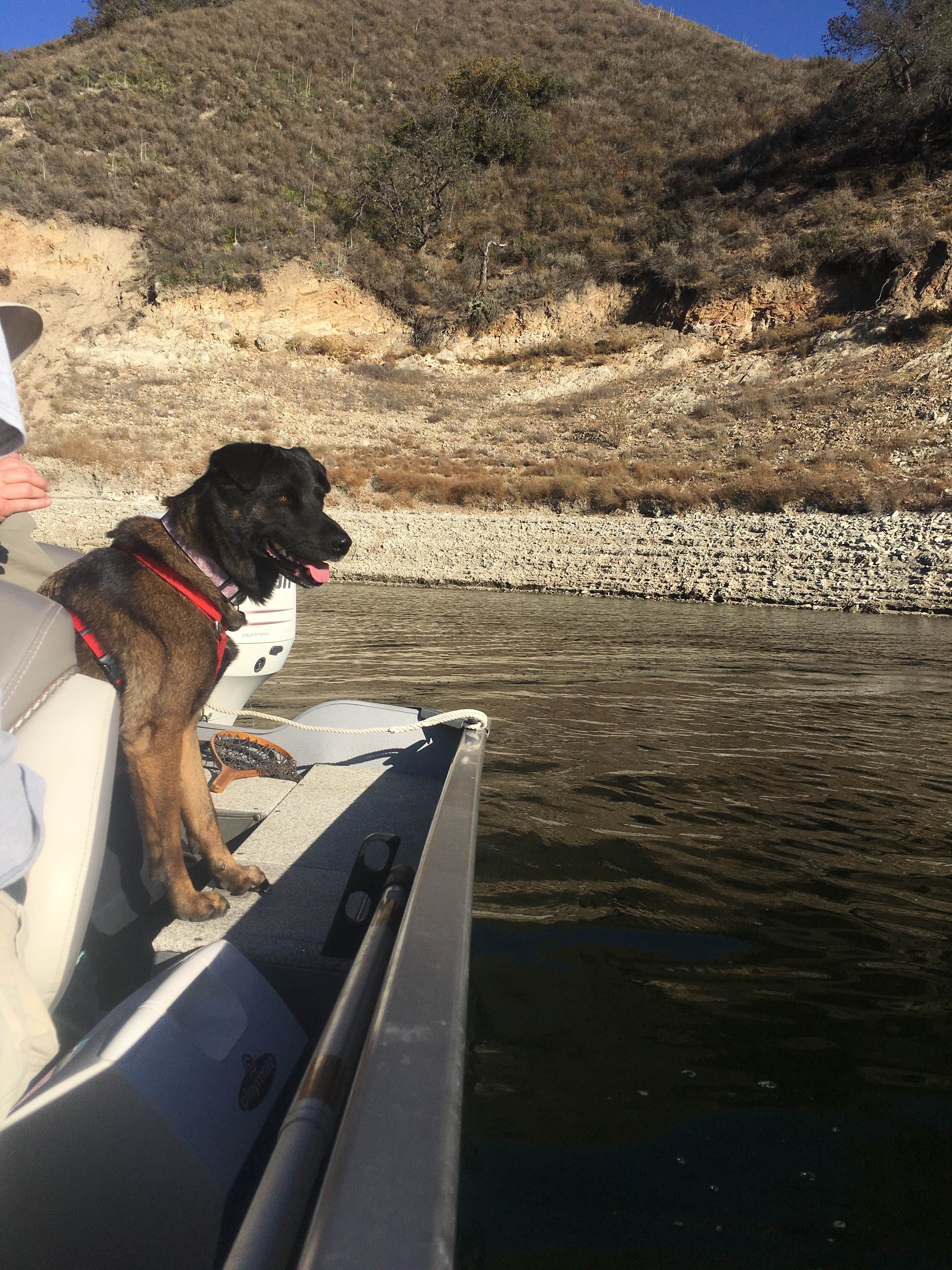 Amanda M.'s photo of camping with pets at Cachuma Lake Recreation Area near Carrizo Plain National Monument